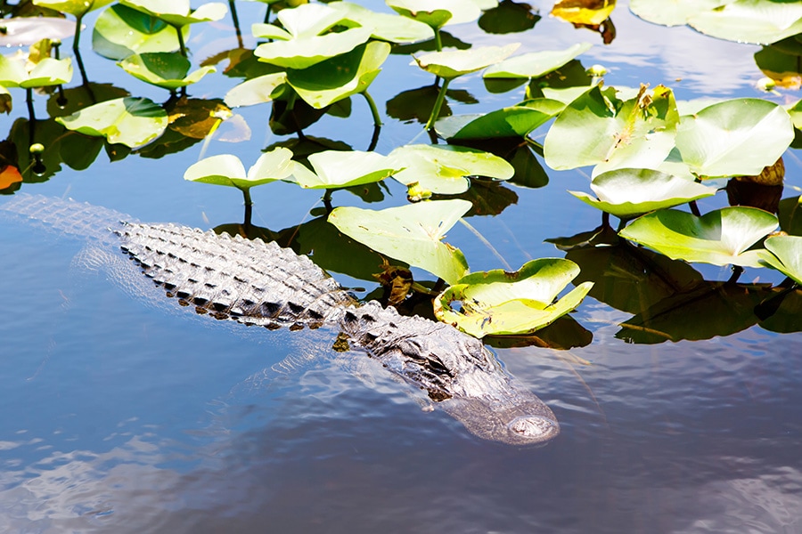 Florida-Everglades-National-Park-Alligator